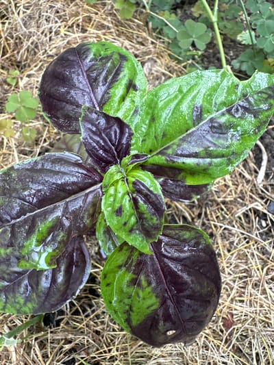 The image shows a close-up, overhead view of a dark purple and green basil plant, possibly basil 'Dark Opal' or 'Purple Ruffles', growing in a garden bed. The leaves are wet, suggesting recent rain or watering. The plant is surrounded by dry, straw-like mulch and some small green clover-like plants. The background consists of darker soil and some out-of-focus greenery. There are no people or actions depicted in the image. The location is given as Ромашкино, Russia.