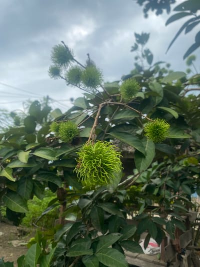 The image shows a close-up view of a rambutan tree in what appears to be an outdoor setting. The rambutan fruits are green and unripe, hanging from the tree branches amidst a dense foliage of green leaves. The sky is overcast with clouds in the background. The location is likely Kebonbaru, Indonesia. There are no people visible in the image.