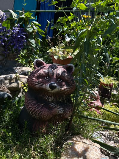 The image depicts a raccoon statue placed in a garden setting. The statue is dark brown with reddish-brown stripes and a black nose. It is positioned in the foreground, amidst green grass and rocks. In the background, there are plants with green leaves and purple flowers, as well as a blue cloth hanging from what appears to be a clothesline. There are also potted plants and another smaller raccoon statue visible. The scene is bathed in sunlight, suggesting an outdoor location. The location is identified as Belo Pole, Bulgaria.
