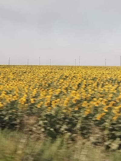 The image depicts a vast field of sunflowers in Prosvet, Russia, under a hazy, overcast sky. Numerous utility poles are visible in the distance, spaced evenly across the horizon. The foreground of the image shows a blurry impression of the field, with the yellow heads of the sunflowers and green foliage indistinct due to motion blur, suggesting the photograph was taken from a moving vehicle. The ground is also blurred, with streaks of green and brown indicating vegetation. The overall scene is one of agricultural expanse under a muted sky.