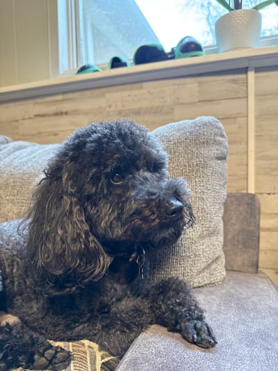 A black poodle lies on a grey sofa. The dog's face is towards the viewer, and its paw rests on the sofa's arm. A window is visible in the background, with a plant on the windowsill. The setting appears to be indoors, possibly a home. There is no information to confirm this image was taken in Anchorage.
