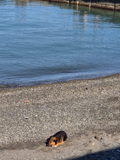 The image captures a serene outdoor scene, divided diagonally between a calm body of water on the left and a pebbled shore on the right. The water, likely a sea or lake, displays gentle ripples and reflects the clear blue sky, with faint reflections of what appears to be a concrete or stone structure along its far left edge.

On the sun-drenched shore, a dog with brown and black fur is visible in the lower right corner, lying curled up and resting. The shore consists of a mix of small, light-colored pebbles and some darker, coarser sand, particularly closer to the water's edge and beneath the dog. The bright sunlight suggests it is daytime, possibly late morning or early afternoon, casting soft shadows on the sand and around the resting dog. The overall impression is one of tranquility and warmth. There is no visible text in the image. The location is identified as Krayevsko-Armyanskoye, Russia.