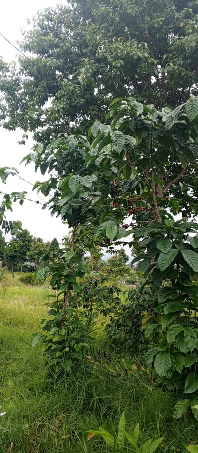 In the city of Weddagala, Sri Lanka, a coffee plant with lush green leaves and developing red coffee cherries is captured in a vertical outdoor shot. The plant stands amidst a vibrant green grassy field under an overcast sky. The background reveals a dense arrangement of trees and foliage, suggesting a natural or agricultural setting. A wire runs horizontally across the frame, partially obscured by the plant's branches.