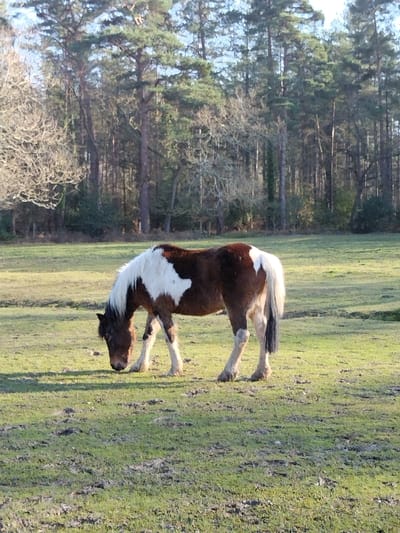 The image displays a single equine subject, a brown and white piebald horse, situated in a grassy field in the New Forest, United Kingdom. The horse is positioned centrally, with its head lowered, engaged in grazing. The field surface consists of green grass interspersed with areas of exposed soil. In the background, a dense treeline is visible, composed primarily of tall coniferous trees and some deciduous trees with bare branches. Natural daylight illuminates the scene, casting soft shadows. No human subjects, man-made objects, or other animals are present within the frame.