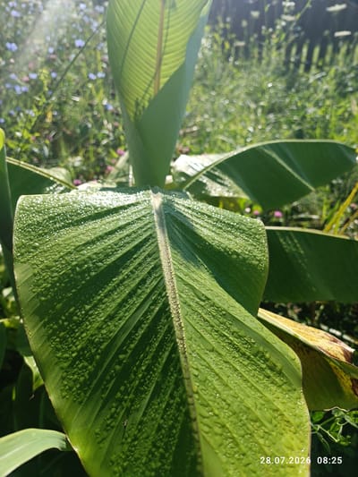 This is a close-up, eye-level, medium shot of a large, vibrant green banana leaf covered in dew drops, glistening in the sunlight. The leaf's veins are clearly visible, and the dew drops create a textured surface that reflects the light. In the background, out of focus, is a garden scene with greenery and small blue and white flowers. The overall impression is one of a fresh, dewy morning in a lush garden. The time stamp "28.07.2026 08:25" is visible in the lower right corner.