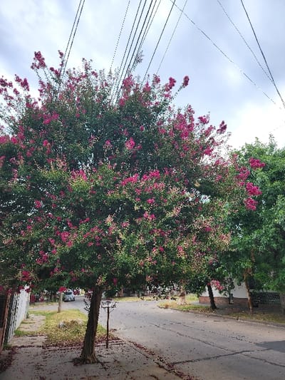A tree with green leaves and vibrant pink flowers stands prominently along a sidewalk adjacent to a street. Petals from the pink flowers are scattered across the sidewalk and street. A utility pole and wires are visible in the upper left portion of the scene. The sky is overcast with gray clouds. A car can be seen parked in the distance, further down the street.