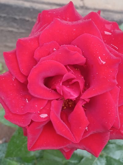 A close-up, vertically oriented, eye-level shot showcases a vibrant red rose with dew drops on its petals. The rose is in full bloom, with its petals unfurling inwards towards the center, revealing hints of its yellow stamen. The background is softly blurred, with a neutral, greyish texture in the upper portion and green foliage at the bottom, suggesting an outdoor garden or natural setting. The lighting appears soft and diffused, highlighting the delicate texture of the petals and the glistening water droplets. The image does not contain any people, objects, or actions beyond the natural state of the rose. The specific location in the city of Karasu, Kyrgyzstan, cannot be determined from the visual information provided in the image.