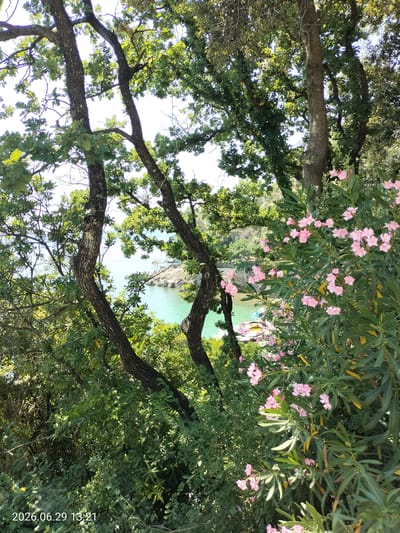 This is a landscape photograph taken on June 29, 2026, at 1:21 PM. The scene depicts a serene coastal view framed by lush green foliage and trees. In the foreground, a dense cluster of pink oleander flowers and their long, green leaves dominate the right side of the frame, their delicate petals catching the sunlight. To the left, the gnarled trunks and branches of trees partially obscure the view of the sparkling turquoise sea.

The water itself is clear and inviting, with small boats visible in the distance, suggesting a leisurely day by the coast. Rocky outcrops and a small paved path leading down to the water can be seen along the coastline, indicating a developed, yet natural, recreational area. The bright sunlight suggests clear weather, and the overall atmosphere is peaceful and idyllic. The image evokes a sense of summer tranquility and natural beauty, typical of a Mediterranean setting. The timestamp indicates it is early afternoon.