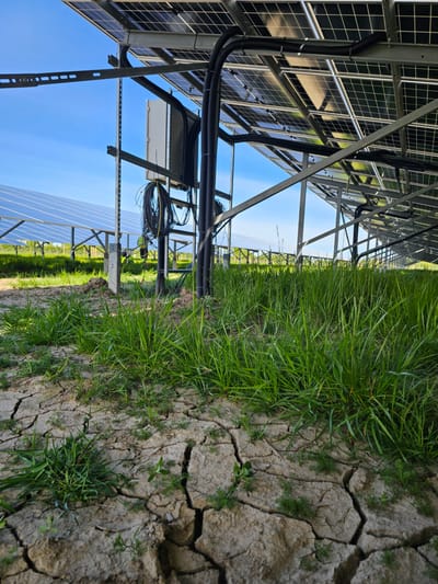 The image captures a solar farm under a clear blue sky, viewed from a low angle looking up at the underside of the panels and across the ground. The scene is brightly lit, indicating daytime.
On the right side of the frame, the ground is predominantly dry, cracked earth, with interspersed patches of vibrant green grass growing. This arid ground contrasts with the modern industrial infrastructure of the solar panels on the left.
The underside of numerous solar panels is visible, supported by an intricate network of metallic frames, beams, and racks. Black corrugated conduits, used for electrical wiring, are routed along these support structures. A white electrical box and bundles of colorful cables (including yellow, black, and red) are also attached to the panel support system, suggesting power inversion or connection points.
In the mid-ground and extending into the distance, further rows of solar panels can be seen. A person wearing a high-visibility vest is visible among these distant panels, suggesting ongoing work such as installation, maintenance, or inspection.
The weather is clear and sunny. No visible text is present within the image. This solar energy installation is located in Stroud, United Kingdom.