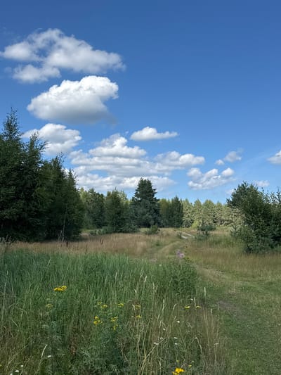 The image depicts a natural landscape with a path winding through tall grasses and a dense forest under a bright blue sky with scattered white clouds. The foreground is dominated by lush green grass, interspersed with yellow wildflowers. A dirt path is visible in the mid-ground, leading into the forest. The forest itself appears to be composed of a mix of coniferous and deciduous trees. The scene is serene and appears to be a typical rural or natural setting. There are no people or animals visible in the image. The lighting suggests it is daytime, likely a sunny afternoon. The specific location of Portovoe, Russia is not visually indicated within the image itself.
