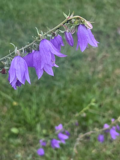 The image shows a close-up of several purple bell-shaped flowers on a thin stem. The flowers are in various stages of bloom, with some fully open and others still partially closed. The stem is green and has small green leaves and some dark specks, possibly insects. The background is a blurry green, suggesting a natural outdoor setting like a field or garden. The lighting appears soft, indicating it might be daytime, possibly early morning or late afternoon, with overcast weather or a shaded area. In the background, more purple flowers are visible, scattered and out of focus, reinforcing the impression of a flowering plant in bloom. There is no visible text in the image. The setting is identified as Калодзежскі сельскі Савет, Belarus.