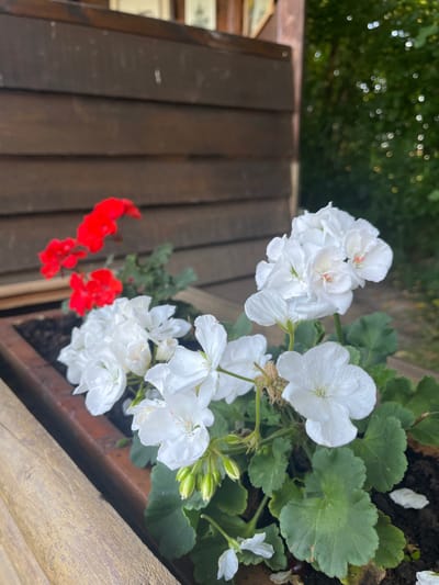 The image shows a close-up of a planter box filled with white and red geraniums. The planter is made of wood and is placed against a wooden wall. In the background, there is greenery and sunlight filtering through trees. The scene appears to be outdoors, possibly in a garden or on a patio. There are no people visible in the image. The white geraniums are in focus and prominently displayed in the foreground, while the red geraniums are slightly out of focus in the background. The lighting suggests it is daytime.