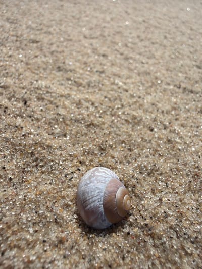 A close-up shot focuses on a single, small, spiral seashell resting on a sandy surface. The seashell has a white and tan patterned exterior, with visible striations. The sandy surface is composed of fine grains with some lighter, reflective particles mixed in. The background is out of focus, appearing as a bokeh of warm, sandy tones. The scene is devoid of any human presence, animals, or discernible human activity. The environment suggests a natural setting, likely a beach, though no specific geographical features are identifiable to confirm a location within Gauja, Latvia.