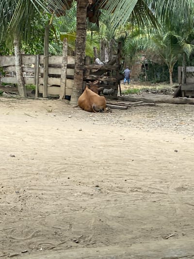 The image, set in Seuneubok Teungoh, Indonesia, captures a bright, sunny outdoor scene along a sandy and gravel path. On the left side of the path, several tall palm trees with abundant green fronds and visible coconuts create a lush, tropical backdrop. Adjacent to these trees are rustic wooden structures, including what appears to be a fence or part of a simple dwelling.
In the mid-ground, a light brown cow or zebu is lying down, resting on the sandy ground near these wooden structures. Further down the path, in the background, a person is visible walking away from the viewer. This individual is wearing a blue plaid shirt, jeans, and possibly a hat or cap. Behind the person, additional simple wooden buildings or shacks are nestled amidst more dense vegetation.
The ground itself is a mix of light-colored sand and small stones, showing some tracks and uneven textures. The bright daylight indicates it is likely midday or early afternoon, with no strong shadows suggesting dawn or dusk. There is no visible text or explicit emotional content in the scene. The overall impression is one of a rural, tropical environment.