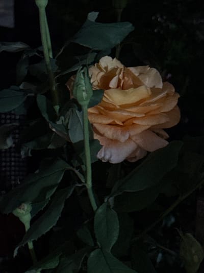 A close-up, vertical, dark, and grainy photograph shows a peach-colored rose with multiple ruffled petals. The rose is the main subject, positioned slightly to the right of the frame's center. To the left of the rose, a green rosebud is visible. Several dark green leaves surround the rose and bud, with stems extending upwards and downwards. The background is predominantly black and out of focus, suggesting a low-light environment, possibly at night. The image appears to be taken outdoors, likely in a garden setting. No people or specific landmarks of Kurortne, Ukraine are visible.