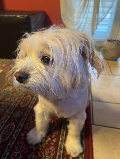 A fluffy, light-colored dog with shaggy fur and dark eyes sits on a patterned rug. The dog is facing to the left of the frame. In the background, a red couch and sheer curtains are visible.