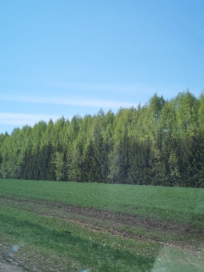 The image depicts a rural scene under a clear blue sky, possibly located near Терси, Russia. A line of green trees forms a border between the sky and the landscape. Below the trees, there is a field of young, green crops. Tire tracks are visible in the soil, indicating agricultural activity. The overall scene suggests a peaceful countryside environment.
