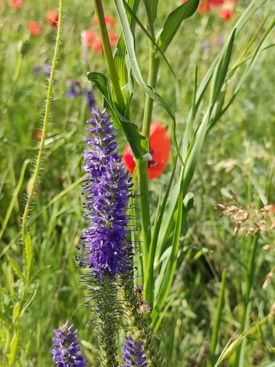 A vertical, close-up, eye-level shot captures a field of wildflowers. In the foreground, a spike of purple flowers stands tall and in focus, its delicate petals and stamens clearly visible. To its left, a thin, green stem covered in small, white hairs runs vertically, also in focus. Behind these, a vibrant red poppy, blurred with motion, adds a splash of color. The background is a soft, green blur of more wildflowers and grasses, suggesting a meadow or natural landscape. The lighting indicates a bright, sunny day. The image was taken in Mar'yanivka, Ukraine.
