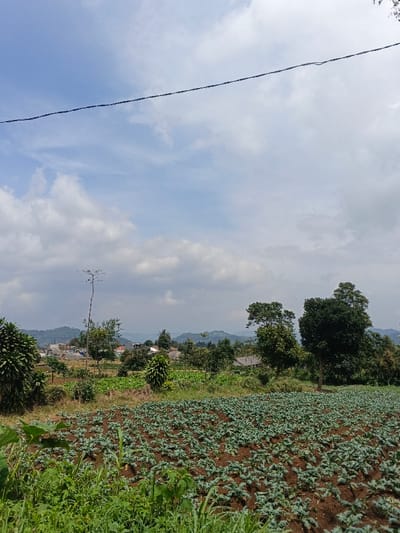 A sprawling field of leafy green crops dominates the foreground, bordered by wild grasses and vegetation. In the middle distance, trees of varying sizes dot the landscape, interspersed with glimpses of houses. Rolling hills form a backdrop against a partly cloudy sky. A dark wire cuts across the top of the frame, adding a man-made element to the otherwise natural scene. The overall impression is one of rural tranquility and agricultural activity.