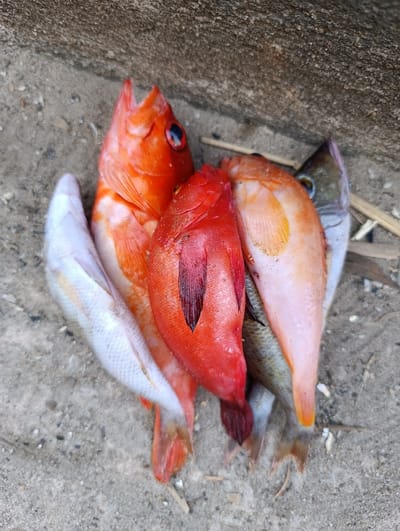A collection of five to six dead fish is observed lying on a light-colored sandy-gravel surface. To the upper right, the ground transitions to a darker, rough-textured concrete or stone wall. The fish consist of: one prominent red-orange fish with an open mouth and blue pupil, positioned to the upper left; a dark red fish with maroon fins centrally located; a lighter peach-orange fish to its right; and at least two slender, pale-silver fish, one on the far left and another partially visible on the far right with a darker head. Scattered small pebbles and minor organic debris are present on the ground. The scene is situated in Vanga, Kenya.