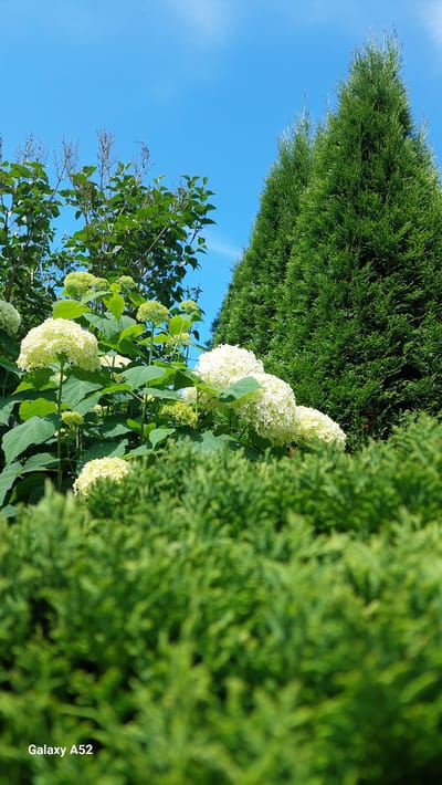 This is a vertical, close-up shot of hydrangeas in bloom, set against a backdrop of lush green foliage and a clear blue sky. In the foreground, a dense hedge of bright green, finely textured bushes is out of focus, blurring into a soft green carpet. Behind this, the white, spherical flower heads of hydrangeas are prominent, some fully open and others in bud, their large, serrated leaves a vibrant green. To the right, two tall, conical evergreen trees rise, their dark green needles creating a sharp contrast with the softer textures of the foreground and hydrangeas. The sky above is a bright, cloudless blue. The "Galaxy A52" watermark is visible in the lower left corner of the image. The scene appears to be a garden or park setting in Zhavoronki, Russia, on a sunny day.