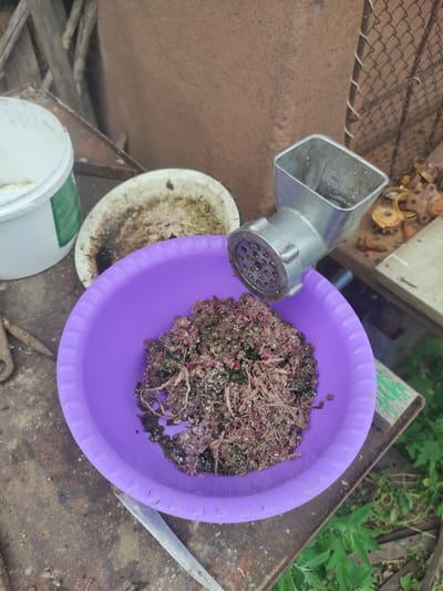 A close-up, slightly elevated outdoor shot shows a purple plastic bowl filled with a processed mixture of plant matter, appearing to be roots and stems, with some reddish-purple plant material interspersed. A metal meat grinder is positioned above the bowl, its grinding plate and opening visible, with the processed material emerging from it. To the left of the bowl, a white plastic bucket with a green label is partially visible. Behind the bowl and grinder, a rusty metal surface is present, with other objects, including a piece of metal mesh and some small, rusted metal parts, scattered on it. The background consists of a rough, brown wall and some green foliage. There are no people or animals in the image. The scene suggests a process of preparing organic matter, possibly for composting or animal feed, in an outdoor, utilitarian setting, characteristic of a rural or semi-rural area.
