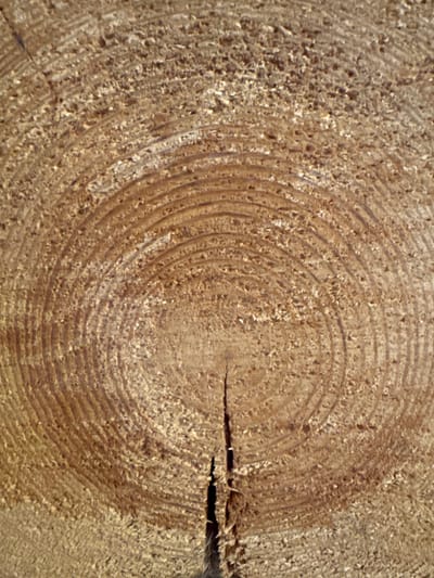 The image is a close-up, vertical shot of a cut tree trunk. Concentric growth rings are clearly visible, with a crack running down the center from top to bottom. The surface of the wood appears rough and shows fine sawdust particles. The lighting suggests it is daytime, with the sun casting a slight shadow on the textured surface. The location is identified as Andriankovo, Russia. There are no people, animals, or any other objects present in the frame.