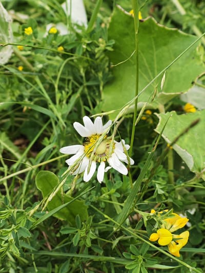 A close-up, eye-level shot captures a white daisy in the foreground, its petals slightly wilted and drooping. The daisy's yellow center is clearly visible, surrounded by thin, green grass blades and larger, serrated green leaves. In the background, small yellow flowers are scattered amongst the greenery, and a large, dark green leaf with a wavy edge is prominent. The scene is set in an outdoor environment, likely a field or garden, in the city of Gugark, Armenia. No people are present, and there are no discernible actions or interactions occurring. The lighting suggests it is daytime, with natural light illuminating the scene.
