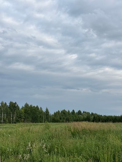 This is a vertical, outdoor photograph of a landscape in Новый Кинер, Russia. The image is dominated by a cloudy sky, with soft, gray clouds stretching across the frame. Below the sky, a dense line of trees forms a dark green border along the horizon. To the right of the trees is a field of tall, green grass, interspersed with lighter, dry grasses and scattered white wildflowers. The time of day appears to be overcast, likely late afternoon or early morning, given the diffused light and subdued colors. The overall mood is serene and natural. There is no text visible in the image.
