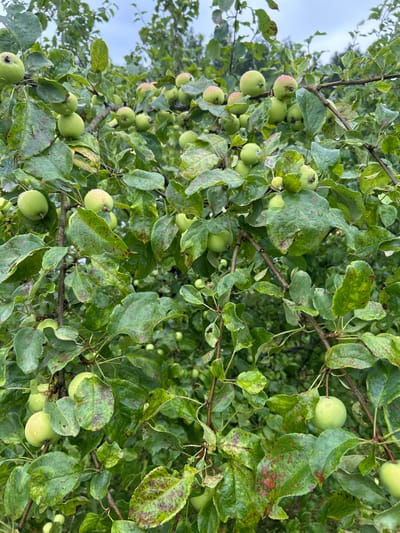 A cluster of small, green apples hangs on a tree, their surfaces speckled with water droplets. The leaves, also damp, are a vibrant green, many exhibiting red-brown spotting, suggesting possible disease or insect damage. The branches are dark and gnarled, creating a dense canopy that obscures much of the background, which appears to be more foliage and a pale, overcast sky. The scene is captured outdoors in the vicinity of Вишенка Снт, Russia, suggesting a rural or garden setting. No people or animals are visible.