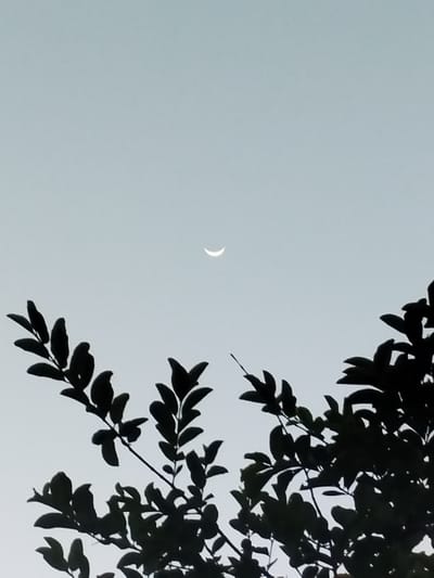 A crescent moon is visible in a pale sky, partially obscured by the silhouette of dark green leaves and branches of a tree. The leaves are clustered together, creating a dense, dark mass that occupies the lower portion of the image. The sky is a uniform light blue-gray. There are no people or man-made structures visible in the frame. The location is Meunasahblang, Indonesia.