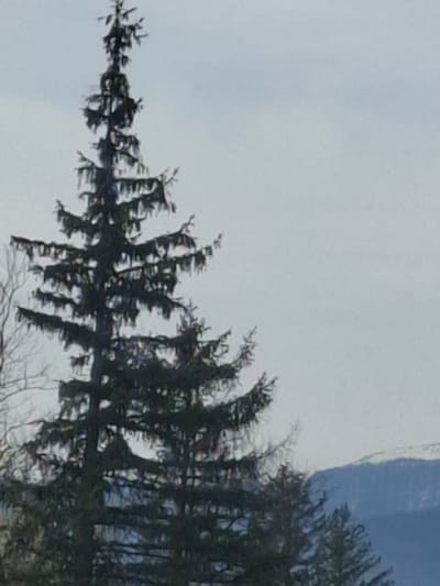 The image presents a reflection in water, likely a lake or a river. The reflection features a line of trees with bare branches, suggesting winter or early spring. The sky is overcast, contributing to the muted color palette. In the background, there's a hint of a steep, rocky cliff or mountain. While the image provides a natural scene, it lacks sufficient details to definitively pinpoint the location in Mezdreya, Bulgaria. Identifying specific landmarks or features unique to that area would be necessary to confirm the exact location.
