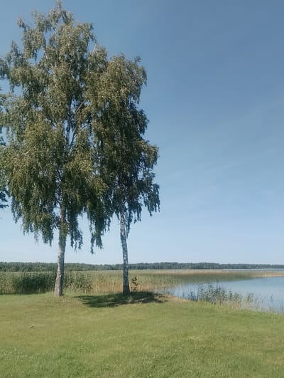 The image depicts a tranquil lakeside scene in Dzerkaļi, Latvia. In the foreground, a lush green lawn slopes gently towards the water. Two tall birch trees stand prominently on the left side of the frame, their leaves rustling in the breeze. Beyond the trees, a vast expanse of water stretches out, reflecting the clear blue sky. The far shore is lined with dense green foliage, creating a picturesque backdrop. The scene is bathed in the warm glow of daylight, suggesting a pleasant summer day. There are no people or animals visible in the image, contributing to the sense of peaceful solitude.