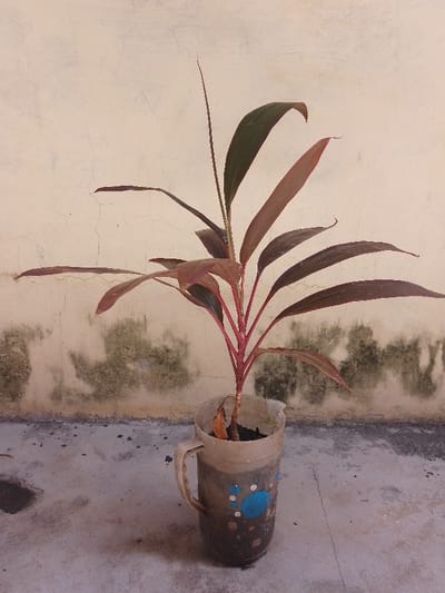 The scene, located in Ziwa La Ng'ombe ward, Kenya, depicts a single plant potted against a wall. The plant features multiple reddish-pink stems and oblong leaves, which display a color gradient from dark green to reddish-brown. A new, slender shoot extends vertically from the plant's center. It is contained within a repurposed, translucent plastic jug, serving as a pot, which has a handle on the left side and holds dark soil. The jug is visibly dirty and marked with faded blue and white painted dots on its lower front. The background comprises a light-colored, possibly off-white, plastered wall with visible fine cracks and extensive patches of dark green biological growth, particularly on its lower half. The ground is a rough, grey concrete surface, exhibiting scattered dark debris and stains. No individuals are present. The scene is illuminated by ambient light, casting soft shadows.