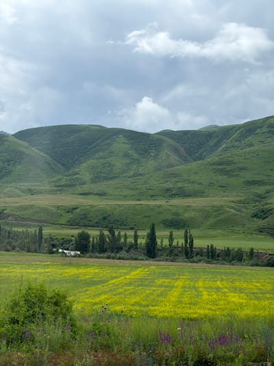 The image shows a wide, rolling landscape with lush green hills dominating the background under a cloudy sky. In the mid-ground, a flat green field transitions into a vibrant field of yellow flowers, likely canola or mustard. A line of tall, slender trees stands between the mid-ground and the yellow flower field. In the distance, nestled among the trees, is a small white structure with windows, possibly a building or trailer. The foreground is filled with various green plants and wildflowers, some purple, adding depth and texture to the scene. The overall impression is of a rural, natural environment. The location is in the vicinity of Tort-Kul', Kyrgyzstan.