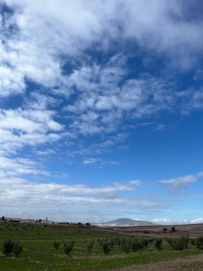 The image presents a rural landscape under a partly cloudy blue sky, situated adjacent to Ain Bida, Morocco. The upper two-thirds of the frame contain a vivid blue sky interspersed with numerous scattered white and grey stratocumulus clouds. The lower third depicts agricultural fields, predominantly featuring neat rows of small, dark green saplings, consistent with olive trees, planted in a grid pattern across a terrain composed of green vegetation and patches of reddish-brown soil. In the mid-ground on the left, a cluster of structures belonging to Ain Bida is visible, highlighted by a prominent, light-colored minaret. Further in the background, towards the right, a large, rounded mountain range with discernible urban development at its base extends across the horizon. No individuals, specific actions, or direct interactions are visible within the depicted scene. The entire environment is illuminated by natural daylight.