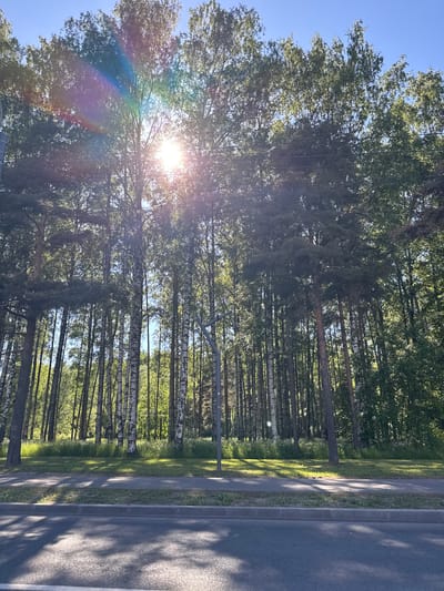 The image captures a sunlit, tree-lined street in Poroshkino, Russia. A dense grove of tall trees, predominantly birch with distinctive white and black bark interspersed with darker coniferous trees, fills the upper and mid-ground. Bright sunlight emanates from the upper right-center, causing a prominent rainbow-colored lens flare in the upper left quadrant. Multiple thin, dark utility wires are visible horizontally across the mid-upper portion of the tree line.

Below the trees, a strip of green grass and lighter green herbaceous growth is visible. A light grey paved sidewalk runs parallel to the tree line, bordered by a light grey concrete curb that separates it from a dark asphalt road in the foreground. Long, irregular shadows from the trees stretch across the sidewalk and road, indicating a low sun angle. A dark grey utility pole stands on the right side of the sidewalk, and an angular grey metal structure is visible within the trees in the mid-ground. No people or animals are present.