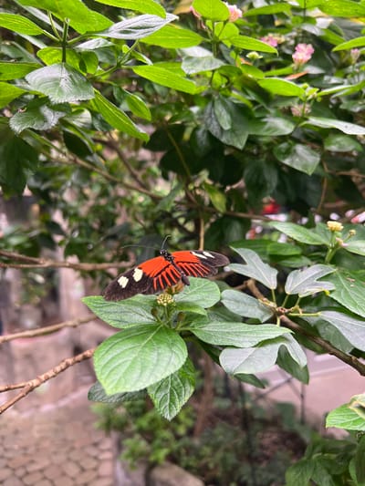 A brightly colored butterfly, primarily orange with black stripes and white spots, perches on green foliage. The butterfly's wings are partially open, revealing its vibrant pattern. The surrounding greenery includes various shades of green leaves. A portion of a stone pathway is visible in the background.
