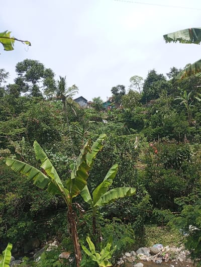 This image captures a densely vegetated, mountainous landscape in Cibeureum, Indonesia, observed from a slightly elevated vantage point. The scene is illuminated by an overhead, bright, overcast sky.
In the upper-midground, several residential structures are visible, nestled among the abundant tropical foliage on the hillside. A prominent house with a dark-colored roof and light-colored walls is situated towards the upper left. Further to the right, smaller buildings with visible green and reddish roofs are partially obscured by trees.
The midground and foreground are characterized by lush, vibrant green vegetation. Several large banana plants with wide, prominent leaves, some showing minor tearing and brown edges, are central to the foreground. The lower portion of the image reveals a shallow stream or riverbed, winding through a rocky channel with visible water. Scattered among the rocks and vegetation on the right bank of the stream, plastic waste, including a multi-colored plastic bag, is present. No individuals are visible within the depicted scene.