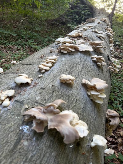 A low-angle, full shot captures a fallen tree trunk covered in clusters of oyster mushrooms in the Esrum, Denmark countryside. The mushrooms, ranging in color from white to light brown, grow in fan-shaped formations along the textured, grey bark of the massive tree. The trunk lies diagonally across the frame, disappearing into the background. Surrounding the trunk is a dense forest floor covered in fallen leaves and green foliage, with sunlight filtering through the canopy above, illuminating the scene. The perspective emphasizes the scale of the tree and the abundance of the fungal growth.