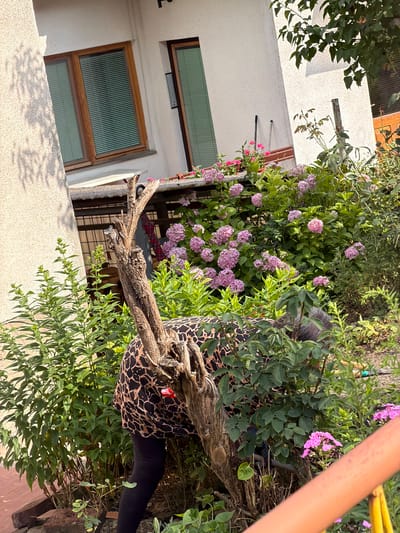 The image captures an outdoor scene in Jajce, Bosnia and Herzegovina, likely during daylight hours given the shadows and bright illumination. The primary subject is a person, seen from the torso down, wearing dark leggings and a distinctive black and brown patterned top. They are positioned amidst lush greenery, specifically flowering bushes with clusters of small pink and purple blossoms, possibly hydrangeas or phlox. A gnarled, aged tree branch extends across the foreground, partially obscuring the person and the foliage.
In the background, a white building with textured walls is visible, featuring two wooden-framed windows with slatted blinds. The architecture suggests a residential setting. The overall atmosphere is serene and natural, with the vibrant plant life dominating the scene. The focus on the person's attire and their position within the garden suggests a moment of repose or engagement with the natural surroundings. There is no visible text in the image.