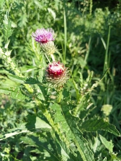 The media file is a close-up, vertical shot of a thistle plant in a natural outdoor setting. The scene is filled with lush green foliage, suggesting a sunny day and likely warm weather. The focus is on two thistle flower heads, one fully bloomed and the other in an earlier stage of development. The bloomed thistle displays delicate, spiky purple petals radiating from a darker pink center. The developing bud is a deep reddish-pink, also encased in spiky green bracts. The leaves of the thistle are large, serrated, and a vibrant green, some showing signs of damage with small holes. In the background, the greenery is softer and out of focus, creating a bokeh effect that highlights the thistles. The overall impression is one of natural beauty and the resilience of plant life. There are no people, objects, text, or discernible events taking place in the image, other than the natural growth of the plant. The location context of Stavchyntsi, Ukraine, places this image in a rural, possibly agricultural or wildland environment.