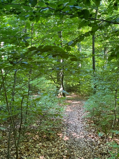 The image depicts a sun-dappled forest path in Targu Neamt, Romania. The path, covered with fallen leaves, winds through a dense woodland with tall trees and lush green foliage. Sunlight filters through the canopy, illuminating patches of the path and the surrounding undergrowth. The scene is one of natural tranquility and is devoid of any human presence or man-made structures, suggesting a remote or natural setting within the city's limits.
