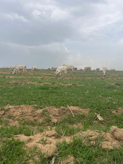 The image shows a herd of light-colored cattle grazing in a field in Maiyanga, Nigeria. The foreground consists of rows of grass and bare earth. The cattle are scattered across the field, some grazing while others stand. The sky is overcast with grey and white clouds.