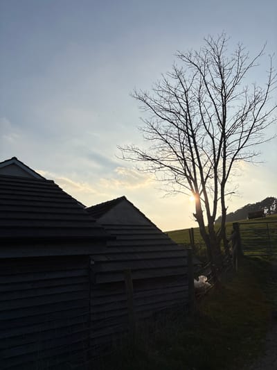 The image displays a rural landscape at either sunrise or sunset in the city of Shelve, United Kingdom. The foreground on the left features two structures with dark, multi-layered shingle roofs and horizontal wooden siding, heavily shadowed. A wire fence with wooden posts extends across the bottom of the frame, partially obscuring the base of these structures. A small, light-colored object or animal is visible behind the fence, positioned between the structures and a prominent tree. A large, leafless deciduous tree stands centrally, silhouetted against the low-lying sun, whose bright disk is visible behind its trunk and branches. To the right of the tree, a green grassy field slopes upwards. Adjacent to the tree, a wooden fence post and a metal gate are visible. In the distant background, on the ascending green hill, a small, dark red-brown object or structure is discernible, backed by a treeline of coniferous trees. The sky above is a light blue with scattered, wispy clouds.