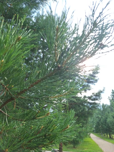 The image depicts a close-up view of lush green pine needles and branches in the foreground. The needles are sharp and pointed, with some appearing slightly brown at the tips. The branches are covered in these needles, creating a dense texture. In the background, sunlight filters through the pine boughs, creating a bright, slightly hazy effect. Beyond the pine trees, a paved walkway is visible, curving to the right and lined with more pine trees on either side, suggesting a park or recreational area. Two lampposts are present along the walkway, and a park bench can be seen in the distance. The overall scene is set in a natural environment, likely a park or wooded area within Atamanovka, Russia, characterized by a clear sky and a well-maintained pathway. There are no people or animals present in the image.