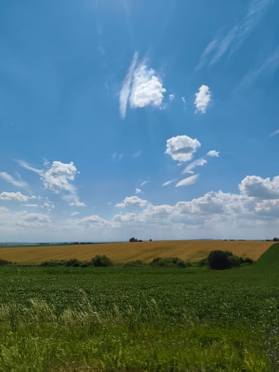 The image captures a rural landscape in Novi Strilyshcha, Ukraine, under a bright blue sky dotted with white, fluffy clouds. The foreground is dominated by lush green fields of crops, with taller grasses swaying in the breeze along the very bottom edge. Behind these, a golden field of ripe grain stretches across the mid-ground, its parallel rows indicative of agricultural cultivation. A line of dark green bushes and trees forms a natural boundary between the green and golden fields. In the distance, rolling hills are visible, with a hazy horizon suggesting a vast expanse of land. The scene is serene and depicts a typical agricultural setting in the Ukrainian countryside on a clear day. There are no people or animals visible in the image.