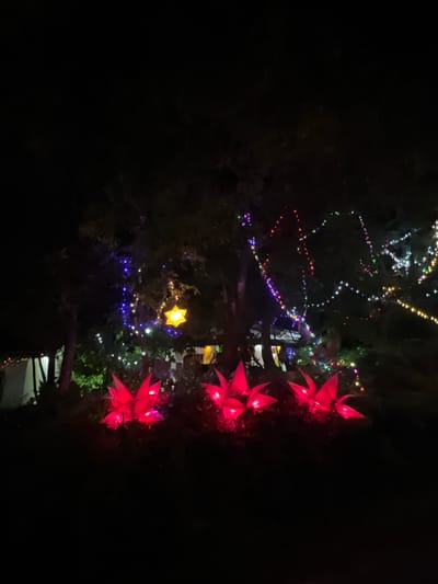 At night in Moodugamuawa, Sri Lanka, a tree is decorated with Christmas lights. There are red poinsettia-shaped decorations on the tree, as well as a large yellow star. Strands of multicolored string lights adorn the branches. The surrounding environment is dark and obscured.