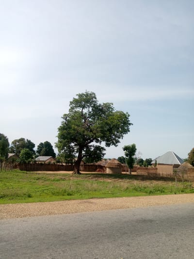 The image depicts a rural village scene in Jauro Shomwa, Nigeria. A large, mature tree with lush green foliage dominates the center of the frame, casting a shadow. Behind the tree, a collection of traditional circular huts with thatched roofs are visible, alongside some rectangular buildings with mud walls and corrugated metal roofs. A wooden fence, some of it dilapidated, encloses the settlement. The ground in front of the village is covered with dry grass and a gravel shoulder borders a paved road in the foreground. The sky is a pale blue with a few wispy clouds. The overall impression is one of a tranquil, undeveloped community.