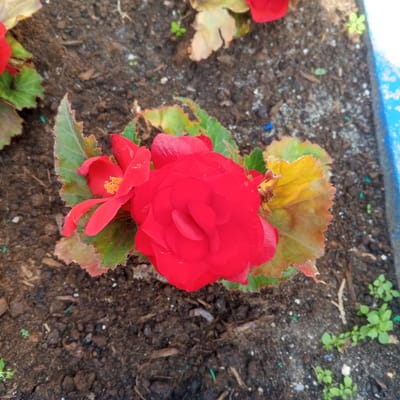 The image shows a close-up, overhead view of bright red begonia flowers and their leaves in a garden bed. The soil is dark brown and appears to be mulched with small pieces of wood. Small green weeds are scattered throughout the soil. To the right of the flowers, a bright blue border is visible, suggesting the garden bed is bordered by a planter or raised bed. The lighting suggests it is daytime. The image does not contain any information about the city of Zhilino-1, Russia, or any people.